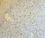 NLRP3 Antibody in Immunohistochemistry (Paraffin) (IHC (P))