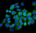 NMI Antibody in Immunocytochemistry (ICC/IF)