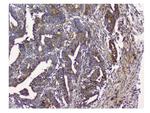 NMI Antibody in Immunohistochemistry (Paraffin) (IHC (P))