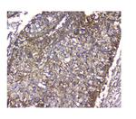 NMI Antibody in Immunohistochemistry (Paraffin) (IHC (P))