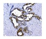 NMI Antibody in Immunohistochemistry (Paraffin) (IHC (P))