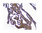 NMI Antibody in Immunohistochemistry (Paraffin) (IHC (P))