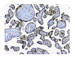 NMI Antibody in Immunohistochemistry (Paraffin) (IHC (P))