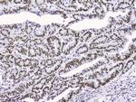 NONO Antibody in Immunohistochemistry (Paraffin) (IHC (P))