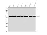 NONO Antibody in Western Blot (WB)