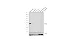 Podocin Antibody in Western Blot (WB)