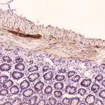 ANP Antibody in Immunohistochemistry (Paraffin) (IHC (P))