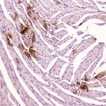 ANP Antibody in Immunohistochemistry (Paraffin) (IHC (P))