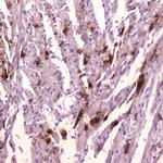 ANP Antibody in Immunohistochemistry (Paraffin) (IHC (P))