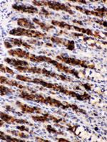 NUCB2 Antibody in Immunohistochemistry (Paraffin) (IHC (P))