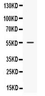 NUCB2 Antibody in Western Blot (WB)