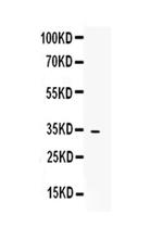 Mimecan Antibody in Western Blot (WB)