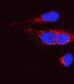 OPA1 Antibody in Immunocytochemistry (ICC/IF)