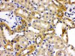 OPA1 Antibody in Immunohistochemistry (Paraffin) (IHC (P))