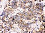 OPA1 Antibody in Immunohistochemistry (Paraffin) (IHC (P))