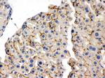 OPA1 Antibody in Immunohistochemistry (Paraffin) (IHC (P))