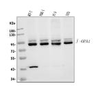 OPA1 Antibody in Western Blot (WB)