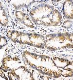 Oncostatin M Antibody in Immunohistochemistry (Paraffin) (IHC (P))