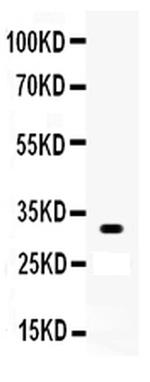 OTX2 Antibody in Western Blot (WB)