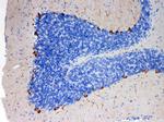 EBP1 Antibody in Immunohistochemistry (Paraffin) (IHC (P))