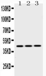 EBP1 Antibody in Western Blot (WB)