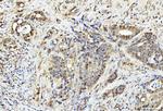 PDCD4 Antibody in Immunohistochemistry (Paraffin) (IHC (P))