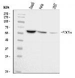 PDCD4 Antibody in Western Blot (WB)