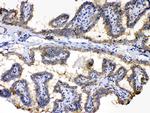 PDE5 Antibody in Immunohistochemistry (Paraffin) (IHC (P))