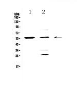 PDK1 Antibody in Western Blot (WB)