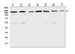 PER3 Antibody in Western Blot (WB)