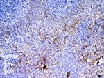 PF4 Antibody in Immunohistochemistry (Paraffin) (IHC (P))