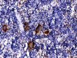 PF4 Antibody in Immunohistochemistry (Paraffin) (IHC (P))