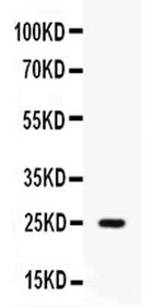 PI3 Antibody in Western Blot (WB)