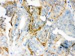 PKLR Antibody in Immunohistochemistry (Paraffin) (IHC (P))