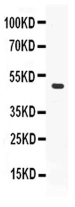 ADFP Antibody in Western Blot (WB)