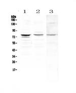 PLK2 Antibody in Western Blot (WB)