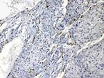 PNP Antibody in Immunohistochemistry (Paraffin) (IHC (P))