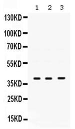 POLB Antibody in Western Blot (WB)