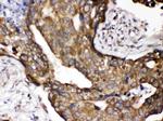 Cytochrome P450 Reductase Antibody in Immunohistochemistry (Paraffin) (IHC (P))