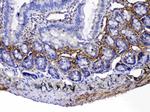 Periostin Antibody in Immunohistochemistry (Paraffin) (IHC (P))