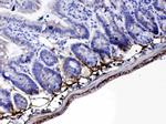 Periostin Antibody in Immunohistochemistry (Paraffin) (IHC (P))