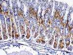 Periostin Antibody in Immunohistochemistry (Paraffin) (IHC (P))