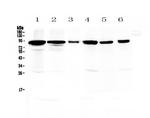 Periostin Antibody in Western Blot (WB)