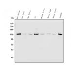 MYPT1 Antibody in Western Blot (WB)