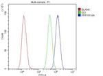 CPI-17 Antibody in Flow Cytometry (Flow)