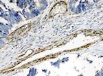 CPI-17 Antibody in Immunohistochemistry (Paraffin) (IHC (P))