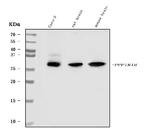 DARPP-32 Antibody in Western Blot (WB)