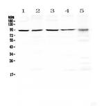 Blimp-1 Antibody in Western Blot (WB)