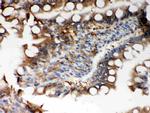 PRDX5 Antibody in Immunohistochemistry (Paraffin) (IHC (P))