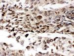 AMPK Beta-2 Antibody in Immunohistochemistry (Paraffin) (IHC (P))